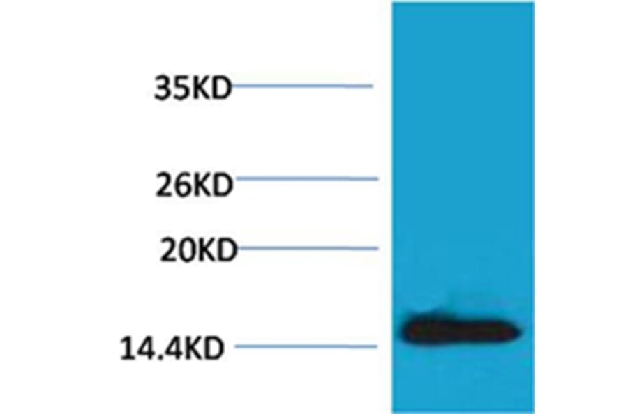 Western blot - Histone H2A.X (Phospho-Tyr142) Rabbit Polyclonal Antibody from Signalway Antibody - Antibodies.com