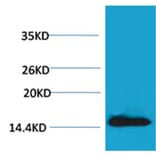 Western blot - Histone H2A.X (Phospho-Tyr142) Rabbit Polyclonal Antibody from Signalway Antibody - Antibodies.com