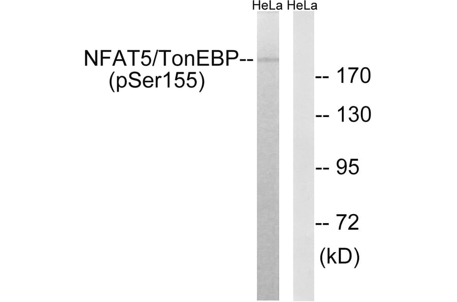 Western blot - NFAT5/TonEBP (Phospho-Ser155) Antibody from Signalway Antibody (12146) - Antibodies.com