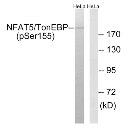 Western blot - NFAT5/TonEBP (Phospho-Ser155) Antibody from Signalway Antibody (12146) - Antibodies.com