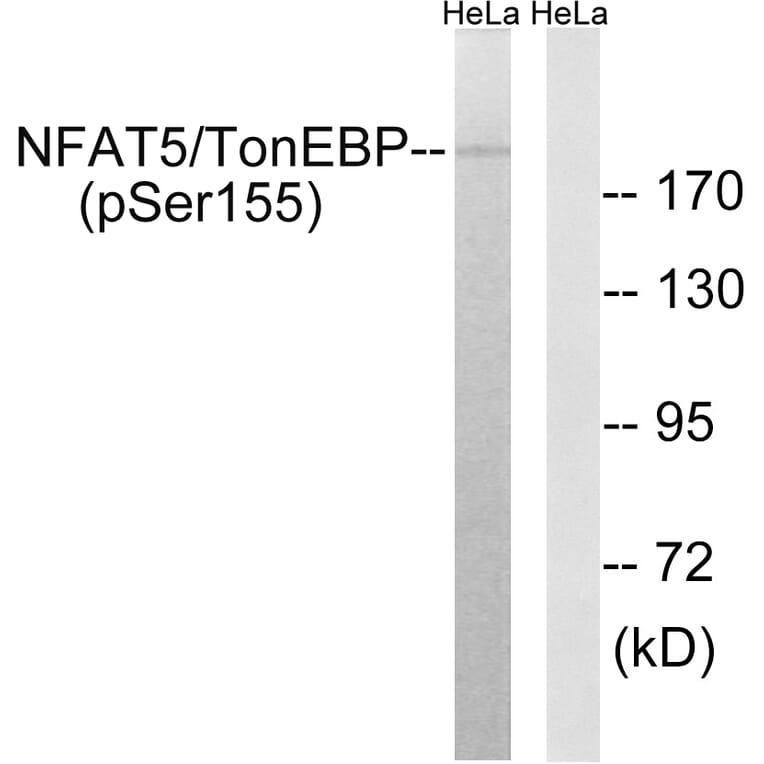 Western blot - NFAT5/TonEBP (Phospho-Ser155) Antibody from Signalway Antibody (12146) - Antibodies.com