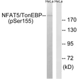 Western blot - NFAT5/TonEBP (Phospho-Ser155) Antibody from Signalway Antibody (12146) - Antibodies.com