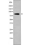 Western blot - Centaurin-β1 (Phospho-Ser554) Antibody from Signalway Antibody (12451) - Antibodies.com