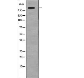 Western blot - IP3 Receptor (Phospho-Tyr353) Antibody from Signalway Antibody (12660) - Antibodies.com