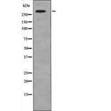 Western blot - IP3 Receptor (Phospho-Tyr353) Antibody from Signalway Antibody (12660) - Antibodies.com