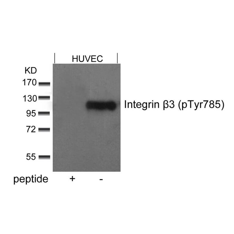 Western blot - Integrin b3 (Phospho-Tyr785) Antibody from Signalway Antibody (11282) - Antibodies.com