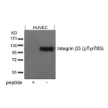 Western blot - Integrin b3 (Phospho-Tyr785) Antibody from Signalway Antibody (11282) - Antibodies.com