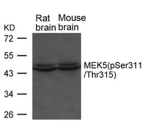 Western blot - MEK5 (phospho-Ser311/ Thr315) Antibody from Signalway Antibody (11559) - Antibodies.com