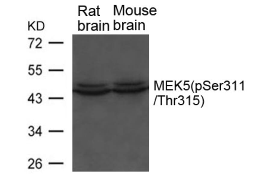 Western blot - MEK5 (phospho-Ser311/ Thr315) Antibody from Signalway Antibody (11559) - Antibodies.com