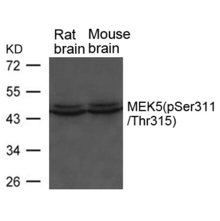 Western blot - MEK5 (phospho-Ser311/ Thr315) Antibody from Signalway Antibody (11559) - Antibodies.com
