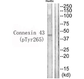 Western blot - Connexin 43 (Phospho-Tyr265) Antibody from Signalway Antibody (11767) - Antibodies.com