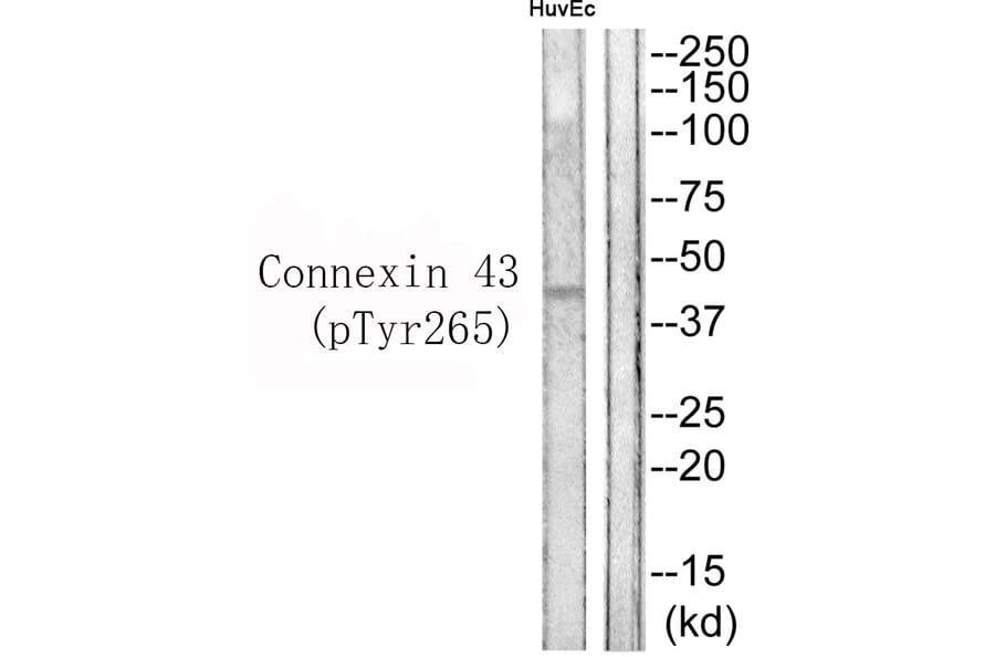 Western blot - Connexin 43 (Phospho-Tyr265) Antibody from Signalway Antibody (11767) - Antibodies.com