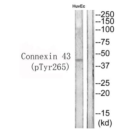 Western blot - Connexin 43 (Phospho-Tyr265) Antibody from Signalway Antibody (11767) - Antibodies.com