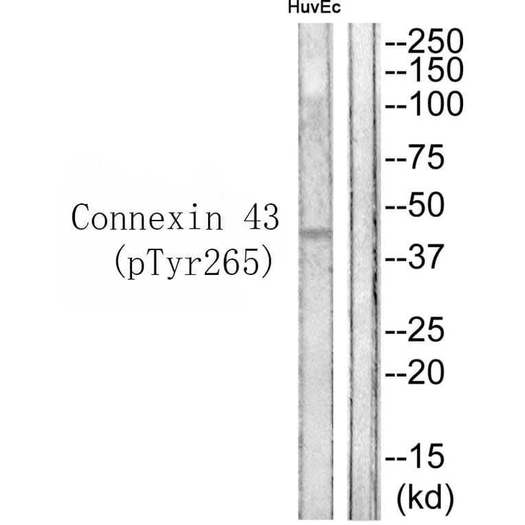 Western blot - Connexin 43 (Phospho-Tyr265) Antibody from Signalway Antibody (11767) - Antibodies.com