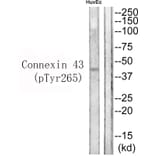 Western blot - Connexin 43 (Phospho-Tyr265) Antibody from Signalway Antibody (11767) - Antibodies.com