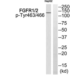Western blot - FGFR1/2 (Phospho-Tyr463/466) Antibody from Signalway Antibody (11772) - Antibodies.com