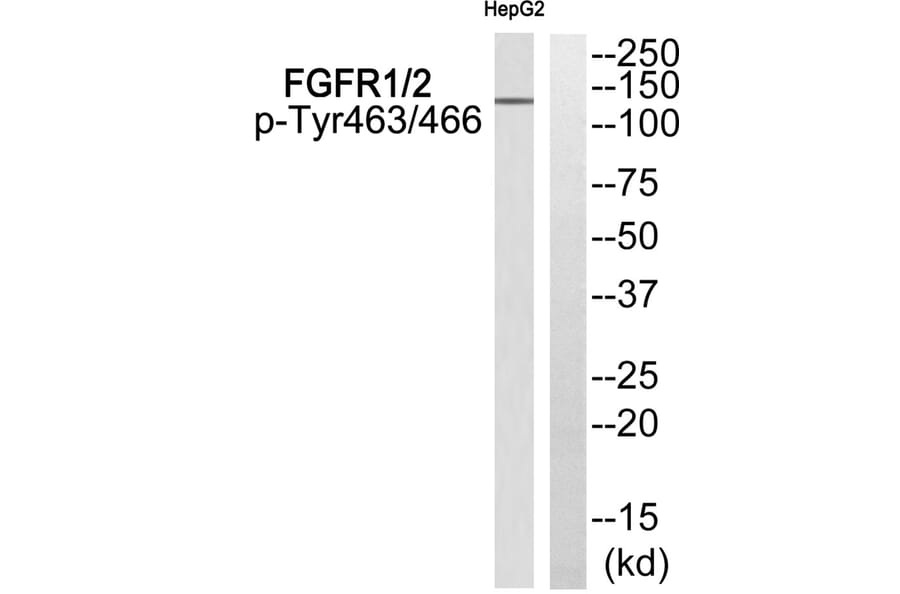Western blot - FGFR1/2 (Phospho-Tyr463/466) Antibody from Signalway Antibody (11772) - Antibodies.com
