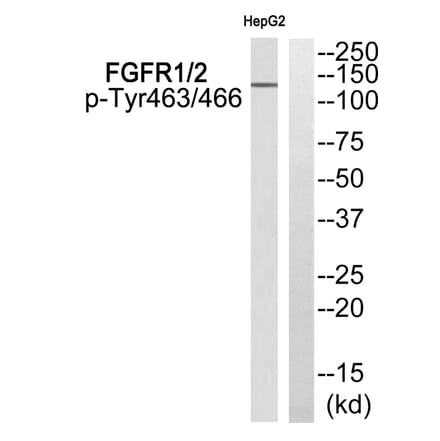 Western blot - FGFR1/2 (Phospho-Tyr463/466) Antibody from Signalway Antibody (11772) - Antibodies.com