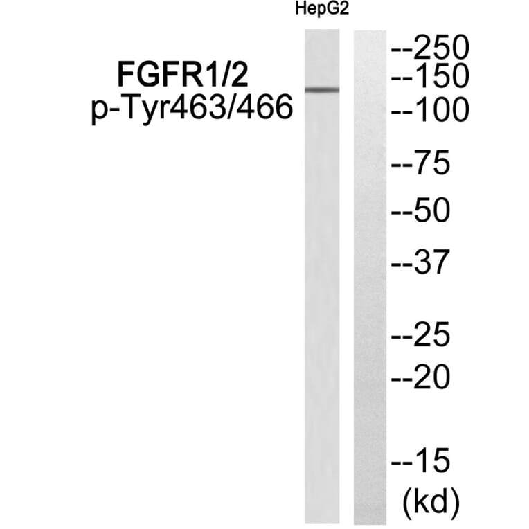 Western blot - FGFR1/2 (Phospho-Tyr463/466) Antibody from Signalway Antibody (11772) - Antibodies.com