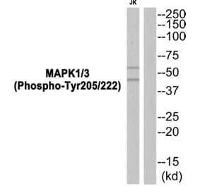 Western blot - MAPK1/3 (Phospho-Tyr205/222) Antibody from Signalway Antibody (11825) - Antibodies.com
