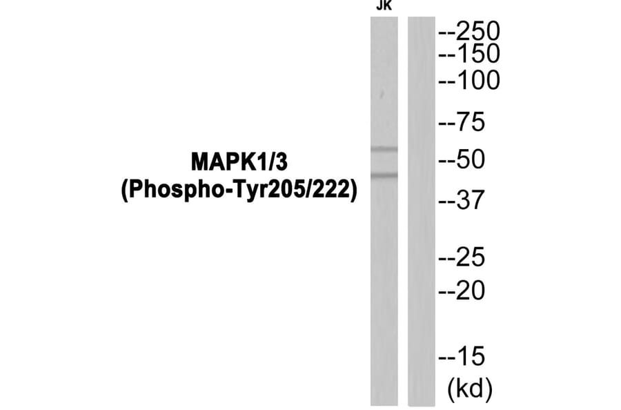 Western blot - MAPK1/3 (Phospho-Tyr205/222) Antibody from Signalway Antibody (11825) - Antibodies.com