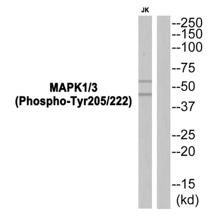 Western blot - MAPK1/3 (Phospho-Tyr205/222) Antibody from Signalway Antibody (11825) - Antibodies.com