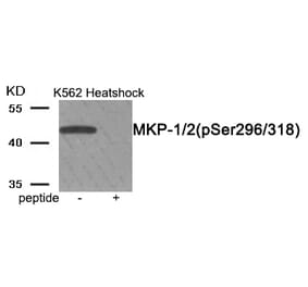 Western blot - MKP-1/2 (Phospho-Ser296/318) Antibody from Signalway Antibody (11947) - Antibodies.com