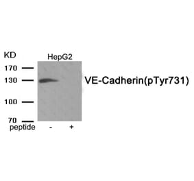 Western blot - VE-Cadherin (Phospho-Tyr731) Antibody from Signalway Antibody (11950) - Antibodies.com