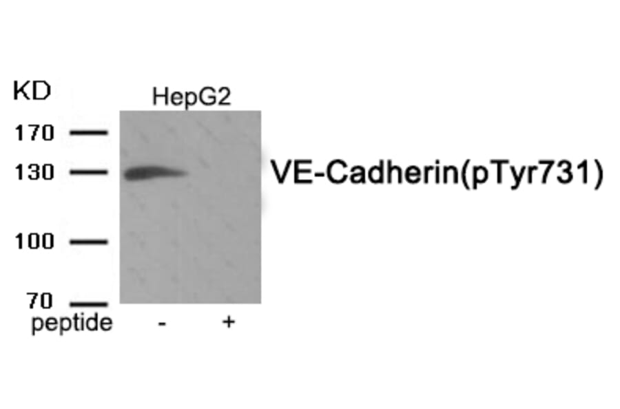 Western blot - VE-Cadherin (Phospho-Tyr731) Antibody from Signalway Antibody (11950) - Antibodies.com