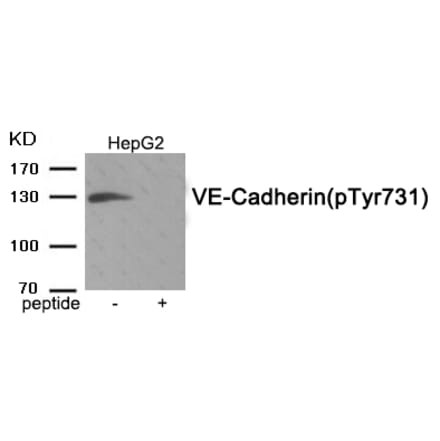 Western blot - VE-Cadherin (Phospho-Tyr731) Antibody from Signalway Antibody (11950) - Antibodies.com