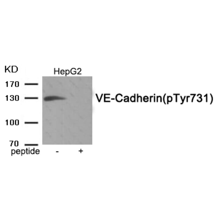 Western blot - VE-Cadherin (Phospho-Tyr731) Antibody from Signalway Antibody (11950) - Antibodies.com