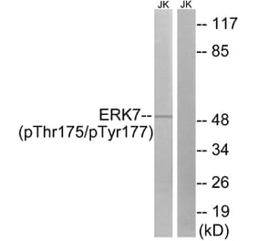 Western blot - ERK8 (Phospho-Thr175/Tyr177) Antibody from Signalway Antibody (12105) - Antibodies.com