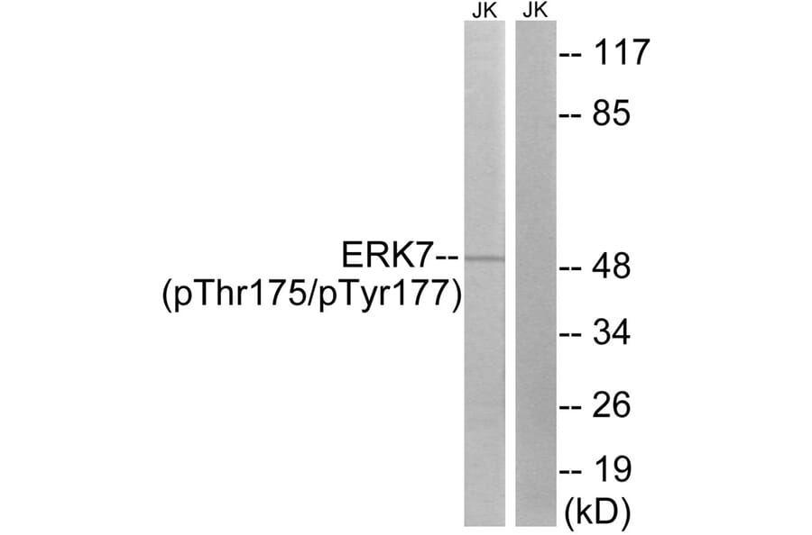 Western blot - ERK8 (Phospho-Thr175/Tyr177) Antibody from Signalway Antibody (12105) - Antibodies.com