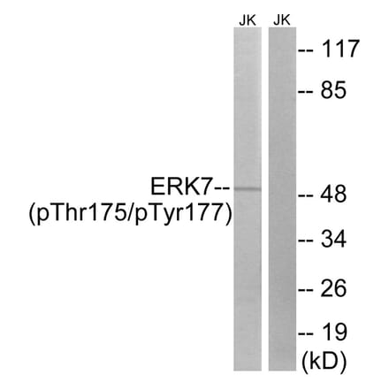 Western blot - ERK8 (Phospho-Thr175/Tyr177) Antibody from Signalway Antibody (12105) - Antibodies.com