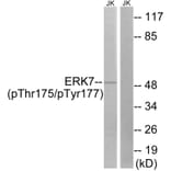 Western blot - ERK8 (Phospho-Thr175/Tyr177) Antibody from Signalway Antibody (12105) - Antibodies.com