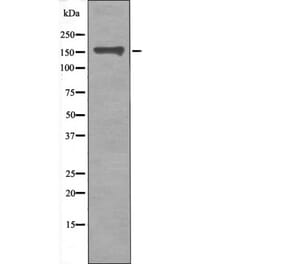 Western blot - CD130/gp130 (Phospho-Ser782) Antibody from Signalway Antibody (12423) - Antibodies.com