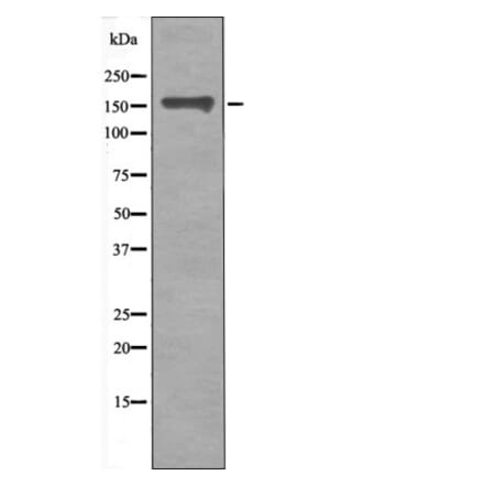 Western blot - CD130/gp130 (Phospho-Ser782) Antibody from Signalway Antibody (12423) - Antibodies.com