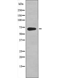 Western blot - Kv4.2/KCND2 (Phospho-Ser616) Antibody from Signalway Antibody (12447) - Antibodies.com