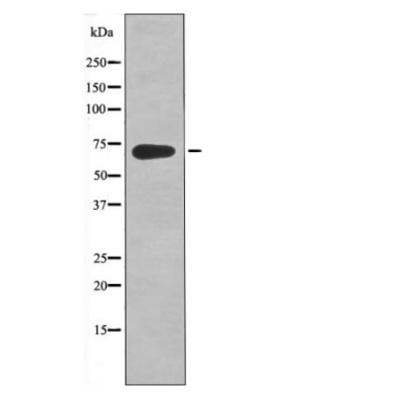 Western blot - Kv4.2/KCND2 (Phospho-Ser616) Antibody from Signalway Antibody (12447) - Antibodies.com