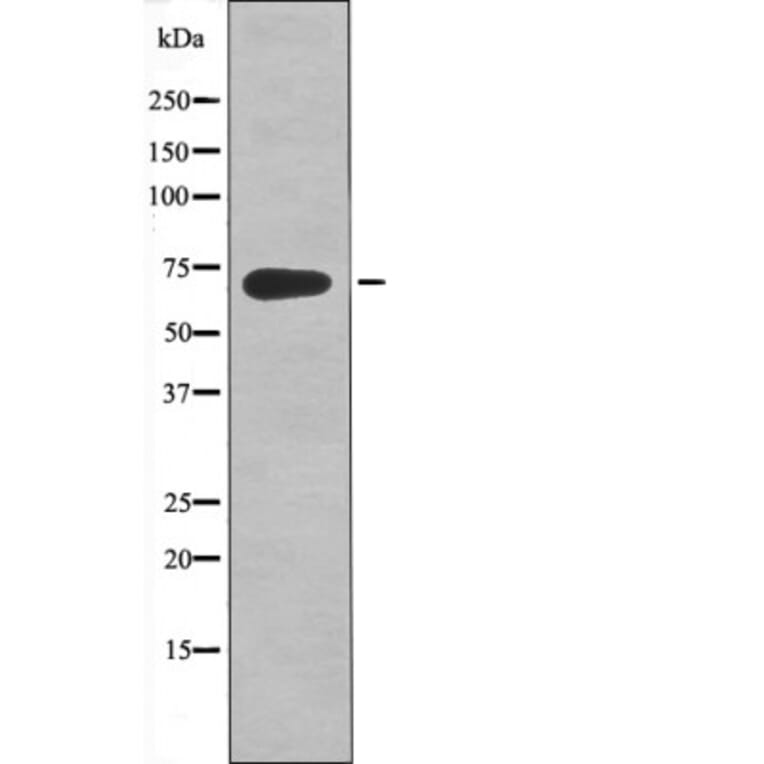 Western blot - Kv4.2/KCND2 (Phospho-Ser616) Antibody from Signalway Antibody (12447) - Antibodies.com