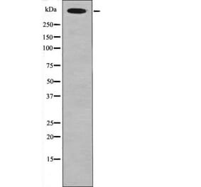 Western blot - Desmoyokin (Phospho-Ser5782) Antibody from Signalway Antibody (12452) - Antibodies.com