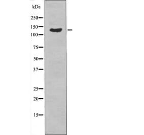Western blot - ABL1/2 (Phospho-Tyr89/Tyr70) Antibody from Signalway Antibody (12488) - Antibodies.com