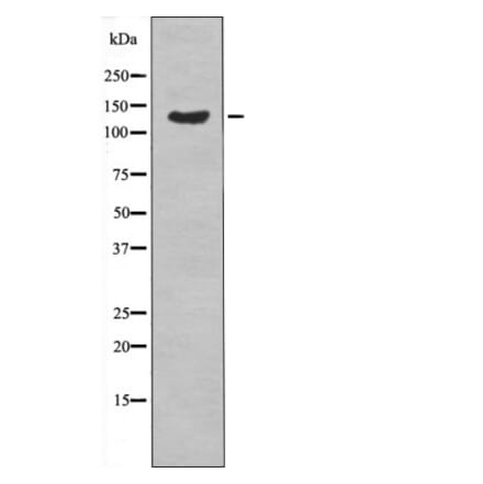 Western blot - ABL1/2 (Phospho-Tyr89/Tyr70) Antibody from Signalway Antibody (12488) - Antibodies.com