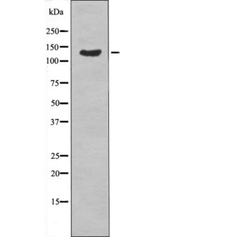 Western blot - ABL1/2 (Phospho-Tyr89/Tyr70) Antibody from Signalway Antibody (12488) - Antibodies.com