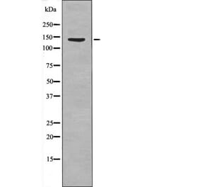 Western blot - QIK/QSK (Phospho-Thr175/163) Antibody from Signalway Antibody (12530) - Antibodies.com