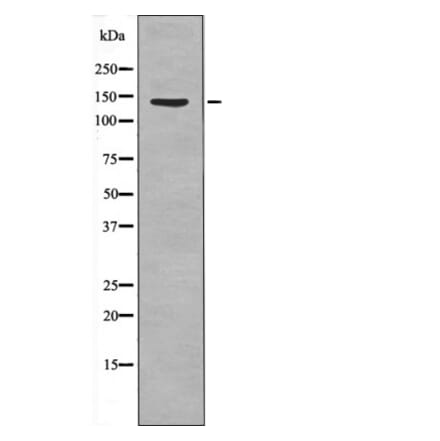 Western blot - QIK/QSK (Phospho-Thr175/163) Antibody from Signalway Antibody (12530) - Antibodies.com