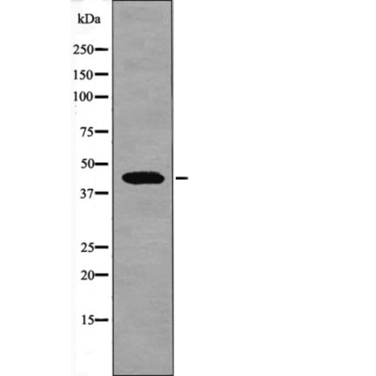 Western blot - Connexin 43 (Phospho-Ser279) Antibody from Signalway Antibody (12564) - Antibodies.com