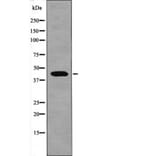 Western blot - Connexin 43 (Phospho-Ser279) Antibody from Signalway Antibody (12564) - Antibodies.com
