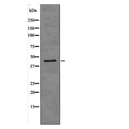 Western blot - Connexin 43 (Phospho-Ser282) Antibody from Signalway Antibody (12565) - Antibodies.com