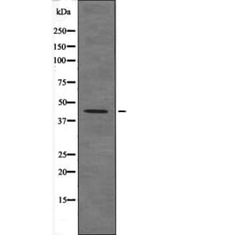 Western blot - Connexin 43 (Phospho-Ser373) Antibody from Signalway Antibody (12594) - Antibodies.com